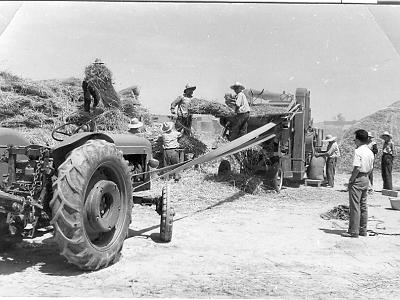 bonet0006  EL TRACTOR DEL BEP "DEL SEC" BATEN BLAT A L'ERA.