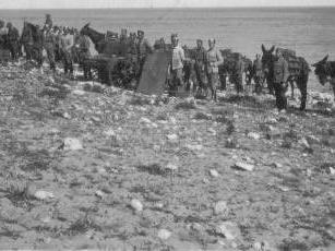 mules  LA CAVALLERIA MONTADA.
